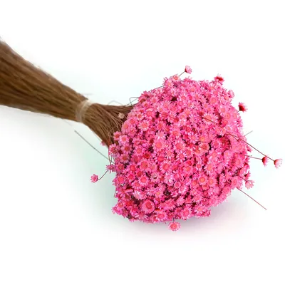 Trockenblumen Glixia, pink Image