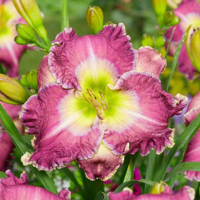 Daylily Ring the Bells of Heaven