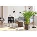 American Plant Exchange Areca Palm Tree, Large Live Houseplant, 10-Inch Pot, Elegant Indoor Plant Perfect for Home & Office in Black | Wayfair