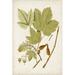 Red Barrel Studio® Antique Leaves IV Canvas in Brown/Green | 12 H x 8 W x 1.25 D in | Wayfair FE1ABDE30A7643599932304CF2BAE754