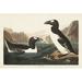 Red Barrel Studio® Pl 341 Great Auk Canvas | 8 H x 12 W x 1.25 D in | Wayfair A904968DF47142A59BE941EF3C633E46