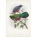 Bayou Breeze Gould Tropical Birds III by John Gould - Wrapped Canvas Painting Canvas, Wood | 18 H x 12 W x 1.25 D in | Wayfair