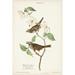 Red Barrel Studio® Pl.8 White-Throated Sparrow Canvas | 12 H x 8 W x 1.25 D in | Wayfair 13ED6B087200442BAAF4646F403DB03E