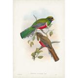 Bayou Breeze Gould Tropical Birds VI by John Gould - Wrapped Canvas Painting Canvas, Wood | 18 H x 12 W x 1.25 D in | Wayfair