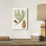 Loon Peak® Antique Pine Cones III Canvas in Brown/Green | 18 H x 12 W x 1.25 D in | Wayfair C7DA6CD644E84212A7D3FB85A551492D