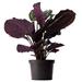 American Plant Exchange Medallion Calathea Peacock Prayer Plant, 6-Inch Pot, Live Indoor Houseplant in Black | 16 H x 7 D in | Wayfair