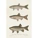 Rosecliff Heights Species Of Antique Fish IV Metal | 48 H x 32 W x 1.25 D in | Wayfair 7956E423374D4E968078762A00719C31