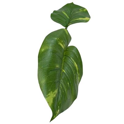 Jumbo Guiana Plant Jumbo, X-Large, Green