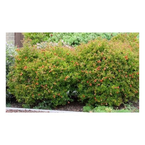 Granatapfel Pflanze Punica Granatum : 2