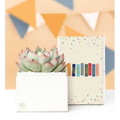 Congrats Succulents by Lula’s Garden® Small Ray by 1-800 Flowers