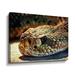 Latitude Run® Diamondback Rattlesnake Stare by Aldridge - Graphic Art on Canvas Canvas/Metal in Brown | 24 H x 32 W x 2 D in | Wayfair