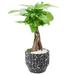 Arcadia Garden Products Money Tree Live Indoor Plant In Speckled Splash Ceramic Planter in Black | 5 H x 5 D in | Wayfair LV46