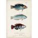 Rosecliff Heights Antique Fish Trio III Canvas | 12 H x 8 W x 1.25 D in | Wayfair 53E3F89CFE3D4F32BE583AF6CA332912