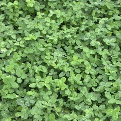 Weißklee Trifolium repens 1 kg Kriechklee Saatgut Grünland Ausdauernd