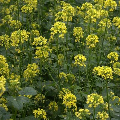 Weißer Senf Gelbsenf 25 kg Gründüngung Zwischenfrucht Gründünger Bodenaktivator Image