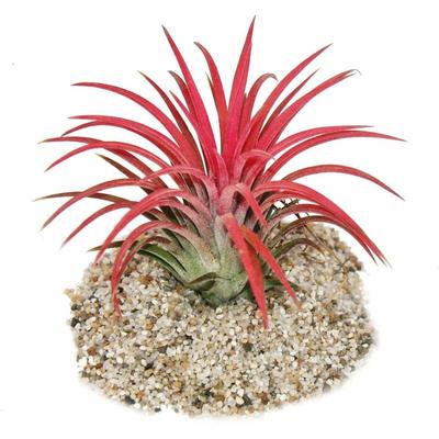 Tillandsia ionantha Fire - intensive rote Farbe