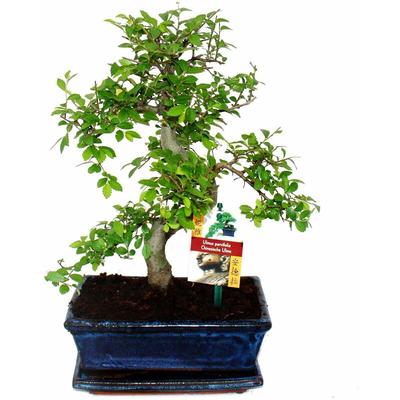 Bonsai Chinesische Ulme - Ulmus parviflora - ca. 8 Jahre