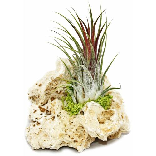 Tillandsien auf Sansibar-Rock – s – 1 Pflanze