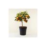Kumquat 'Fortunella margarita' mandarino cinese pianta in vaso 22 cm