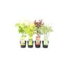 "Acero palmato giapponese ""Acer palmatum"" mix 4 piante diverse in vaso 11 cm"