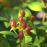 Millepertuis Arbustif 'Magical® Pumpkin' (Hypericum Inodorum 'Magical® Pumpkin')