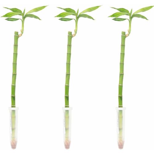 Flowerbox - 3er-Set Glücksbambus - Lucky Bamboo