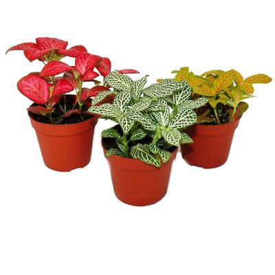 Set mit 3 verschiedenfarbige Fittonia -Pflanze, Silbernetzblatt, Mosaikpflanze, 9cm Topf