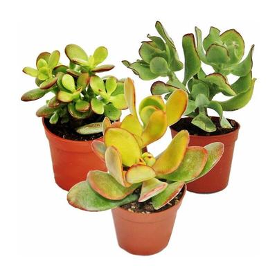 Geldbaum-Set, 3 verschiedene Crassula-Arten im 5,5cm Topf