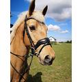 Countrypride EQUIPRIDE ANATOMICAL BRIDLE ABRAM DIAMANTE BROWBAND WITH ANTI SLIP RUBBER REINS BLACK & BROWN (Brown, Full)