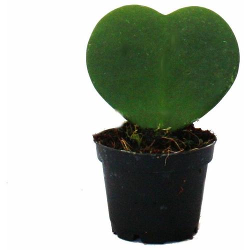 Hoya kerii - Herzblatt-Pflanze, Herzpflanze oder Kleiner Liebling - im 6cm Topf