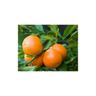 Mandarino clementino 'Citrus x clementina' pianta in vaso agrumi di Sicilia