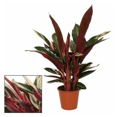 Schattenpflanze mit ausgefallenem Blattmuster - Calathea triostar - 14cm Topf