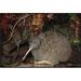 East Urban Home ' Kiwi Male at Burrow Entrance, Okarito Forest, Westland, New Zealand' Photographic Print Canvas, Wood in Brown | 42 W in | Wayfair