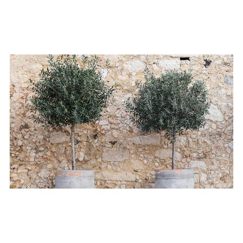 Olivenbaum: 2 / mit Düngemittel