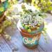 The Next Gardener 40 Piece Mini Live Succulent Plants 2in | 2 H in | Wayfair S-2in-40-8