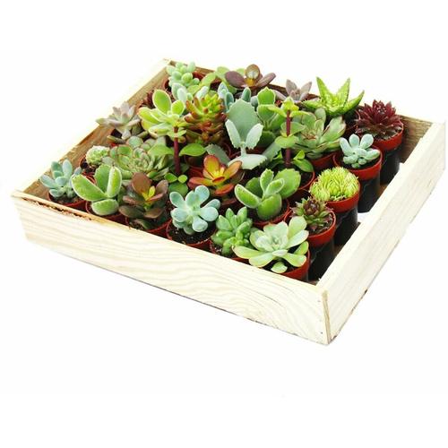 Mini-Sukkulenten 3,5cm Topf - Holzkiste mit 30 Pflanzen
