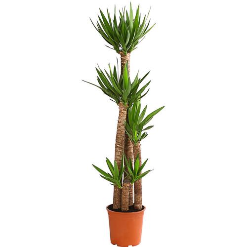 Dehner - Yucca-Palme, viertriebig, ca. 170-180 cm, ø Topf 27 cm, Zimmerpalme