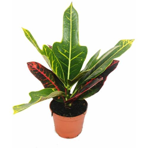 Exotenherz - Wunderstrauch - Croton var. - Codiaeum - 9cm Topf - Zimmerpflanze