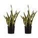 United Nursery Sansevieiria Laurentii Snake Plant Live Indoor Houseplant In 9.25 Inch Grower Pot | 24 H in | Wayfair SLAURE10GP2PK