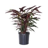 United Nursery Calathea Rufibarba Live Indoor Houseplant In 9.25 Grower Pot | 24 H in | Wayfair CRUFIBARBA10GP