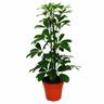 Strahlenaralie - Schefflera - grünlaubig - 12cm Topf - Zimmerpflanze - ca. 40-45cm hoch