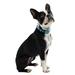 Neon Blue Reflective Dog Collar, Small