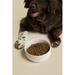 Waggo Silicone Pet Bowl/Dish Porcelain/Stoneware (dishwasher safe)/Ceramic | 3 H x 6.5 W x 6.5 D in | Wayfair W013531-03