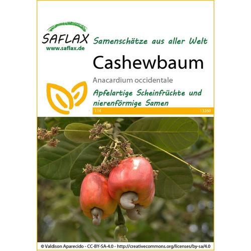 Saflax - Cashewbaum | Cashewsamen von