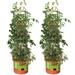 Hydrofarm GCTB Tomato Barrel Pot Garden Planting Trellis Decorative Accessory | 13 H x 15 W x 15 D in | Wayfair 2 x GCTB2