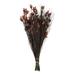 Primrue All Natural Bell Grass w/ Seed Pods, P 36"-40" Bell Grass w/ Seed Pods, Preserved in Red | 15 H x 8 W x 12 D in | Wayfair