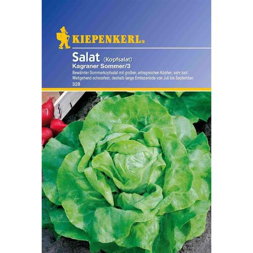 Salat Kopfsalat Kagraner Sommer 3