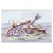 Buyenlarge Red Surmullet & LOF Finned Captain by Robert Hamilton Painting Print in Indigo | 24 H x 36 W x 1.5 D in | Wayfair 0-587-09284-xC2436