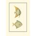 Rosecliff Heights Antique Tropical Fish III Canvas | 12 H x 8 W x 1.25 D in | Wayfair 14D950841E5A49529535F4E7BD9CE828