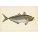 Rosecliff Heights Donovan Antique Fish III Canvas | 8 H x 12 W x 1.25 D in | Wayfair C0177F9EDE5A46B7A64B40E7BF5E2426